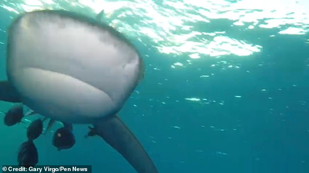 Gary Virgo was exploring Fury Shoal, off the coast of Egypt's Red Sea, when his diving partner spotted the predator above him.  The oceanic whitetip shark dropped to his level, circling closer and closer, before closing in and ramming him