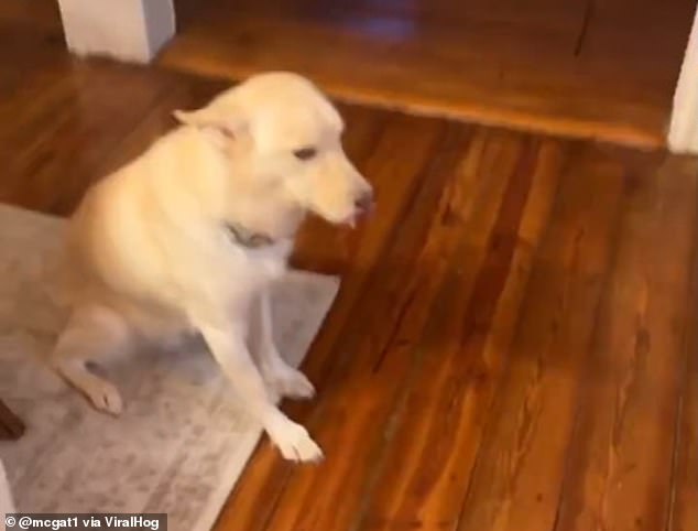 A mischievous rescue dog was so hammered by his owner's alcohol supply that he could barely walk