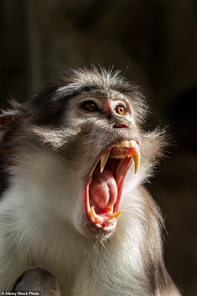 A 'notorious gang' of monkeys attacked the young boy and his friends as they played near a temple in Salki village