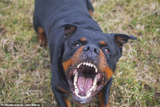 Morayfield dog attack Man seriously injured and three others hurt