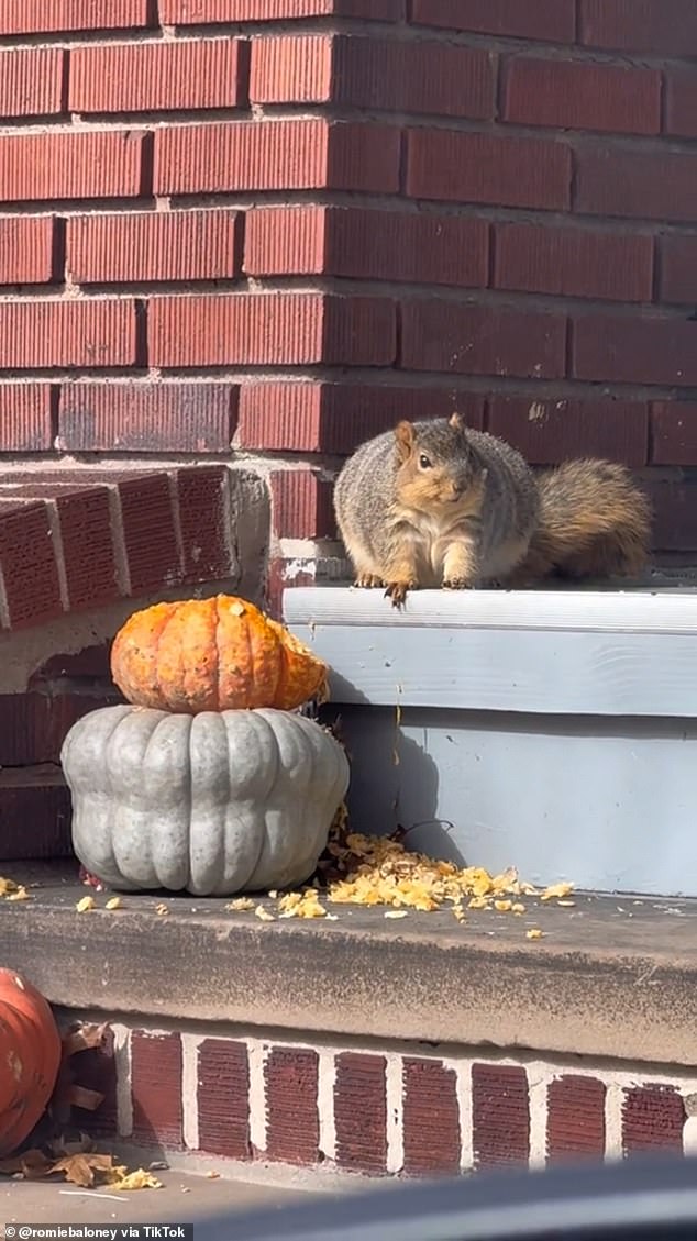 Erin Zak shared a video on TikTok of a wild squirrel hanging around her pumpkins, prompting thousands of viewers to defend its 'winter mass'