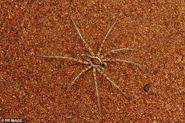 Forty-eight new species of hunting spiders have been discovered found across Australia
