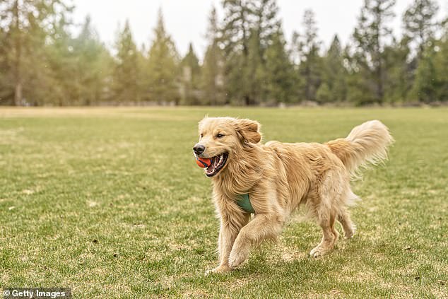 No surprises: Pets at Home, Britain's largest pet supplies retailer, reported statutory pre-tax profits fell 35.2 per cent to £34.7 million in the 28 weeks to October 12