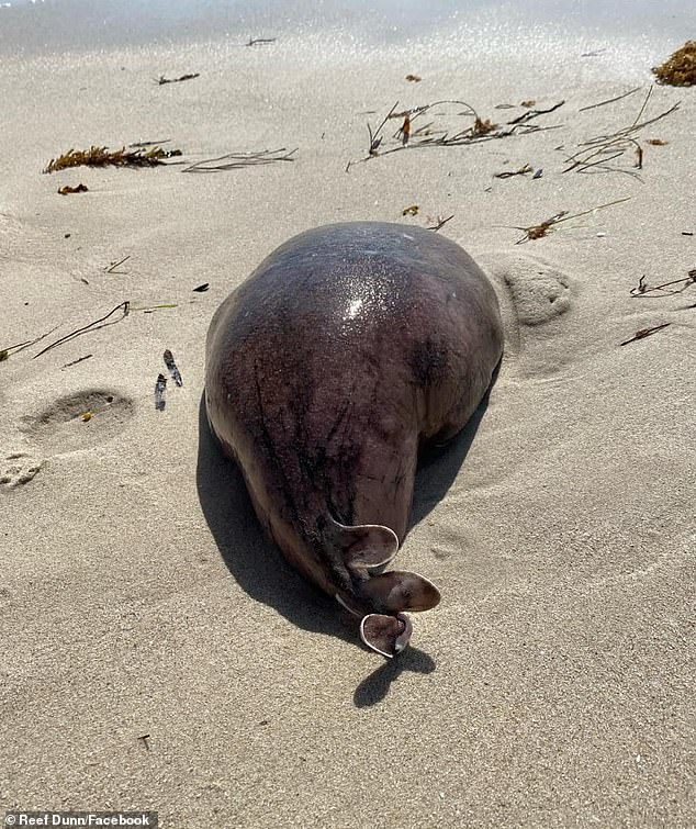 A mysterious blob washed up on a beach in Western Australia, later identified as a coffin trough