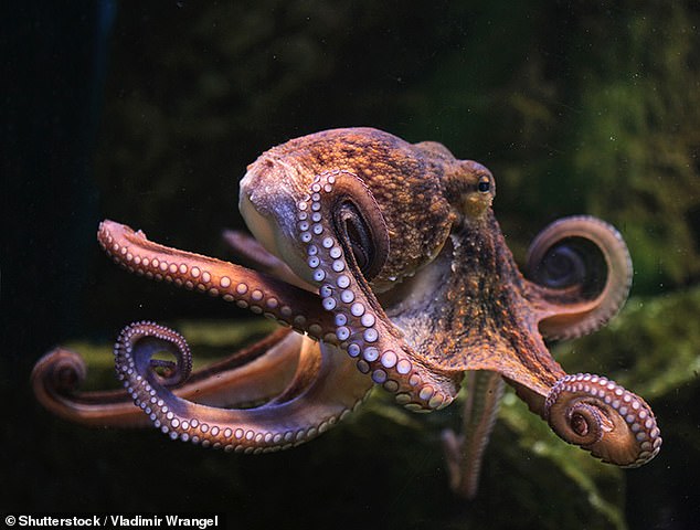 Sticky devices inspired by octopus tentacles could mean the end of injections for millions of people (Stock Image)