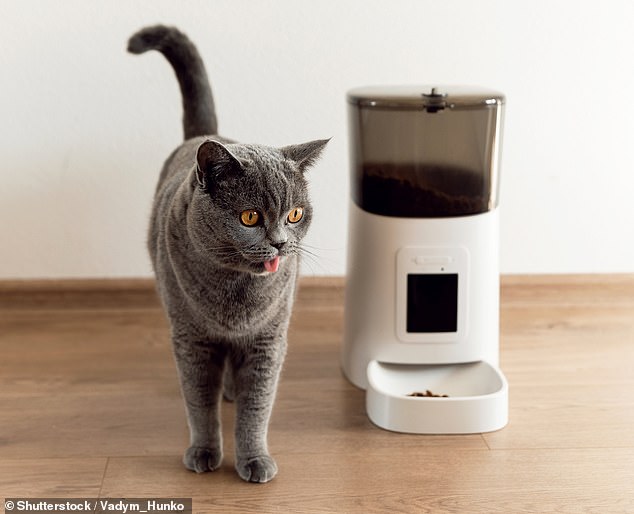 A woman's cat alerted her to the Optus outage on Wednesday morning after the automatic feeder, which runs on WiFi, failed to deliver her breakfast