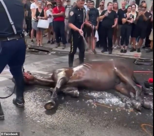 McKeever pulled the horse's reins and slapped him to make him stand.  Police officers gave him an adrenaline injection and immersed him in ice water before helping him to his feet