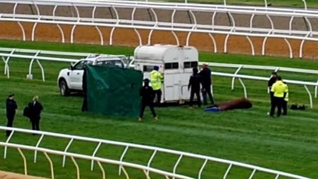 Two-year-old filly Rejuvenated (pictured right) was euthanized at Flemington after falling during a race on the eve of the Melbourne Cup Carnival