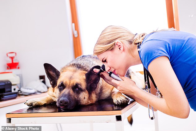 Dogs affected by the disease continue to cough chronically for weeks and severe cases develop into pneumonia, which can be fatal