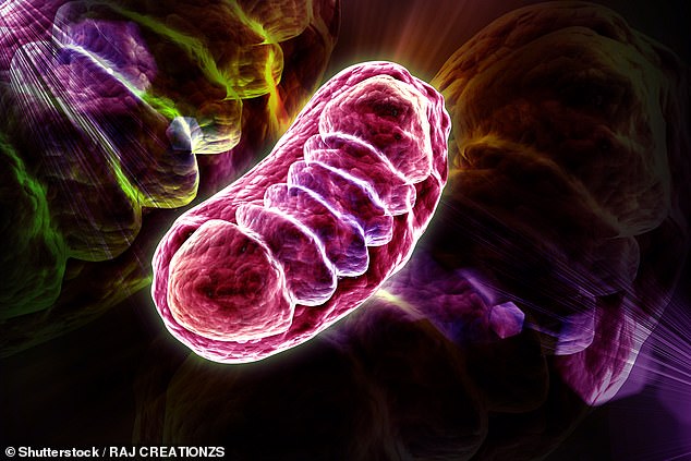The mitochondria in our cells need to be cleaned out periodically.  Scientists have discovered a naturally occurring molecule that speeds up this process