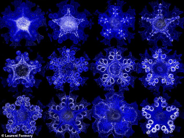 A team of international scientists has mapped the body regions of starfish by creating a 3D atlas of their genes