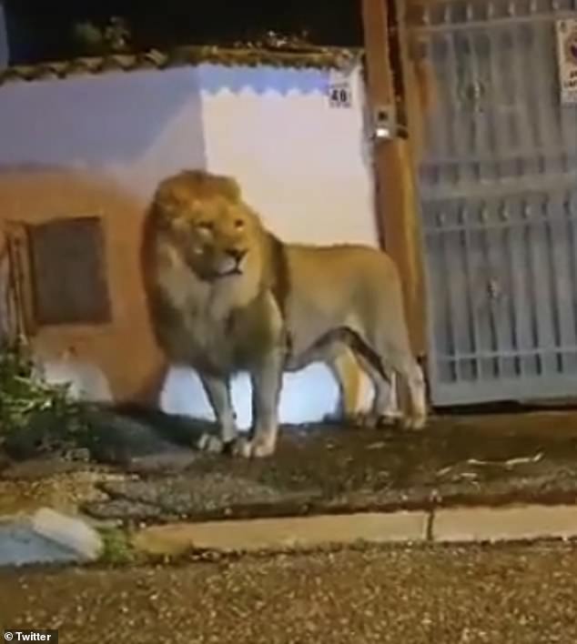 Locals were told by authorities to stay in their homes as they tried to catch the big cat, known as Kimba