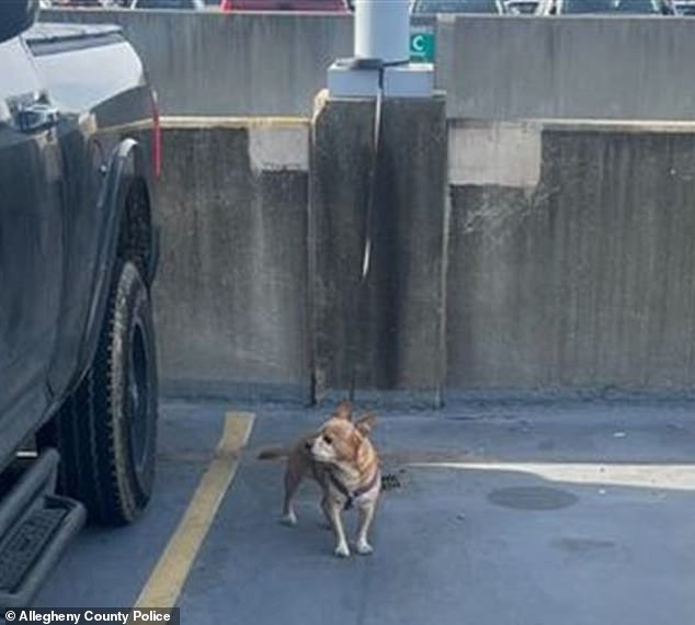 A dog was found alone, tied to a post in the short-term parking garage at Pittsburgh International Airport