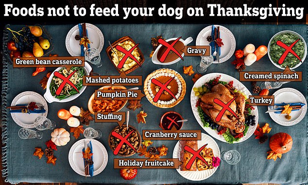 Experts have revealed 10 foods that dogs should not eat during the holidays, otherwise dog owners may have to spend the evening at the veterinary clinic.