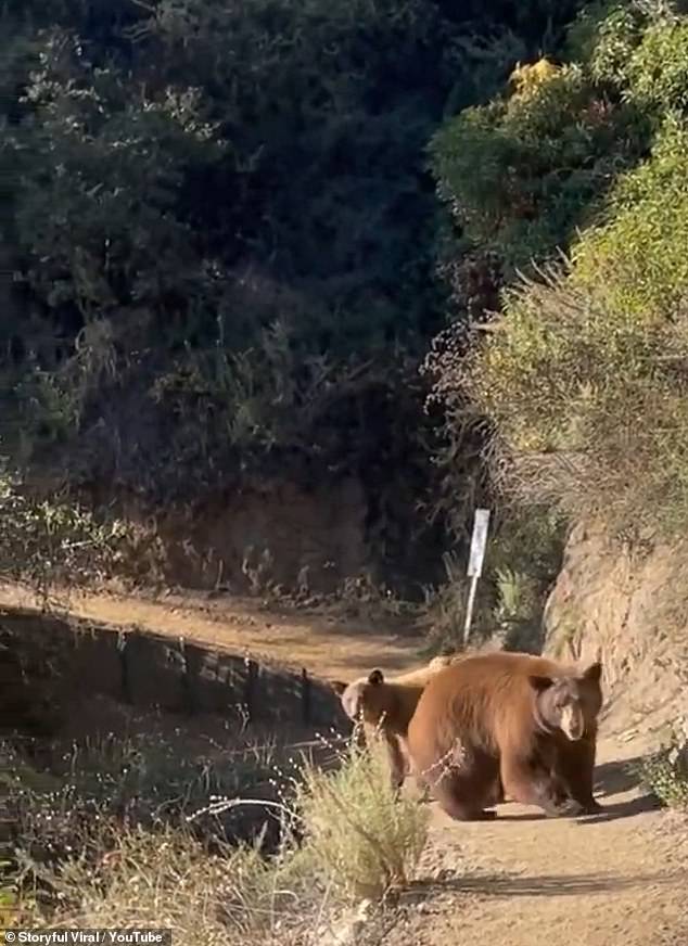 The runner managed to capture the terrifying moment when an adult brown bear abruptly turned and charged towards her, accompanied by two cubs.