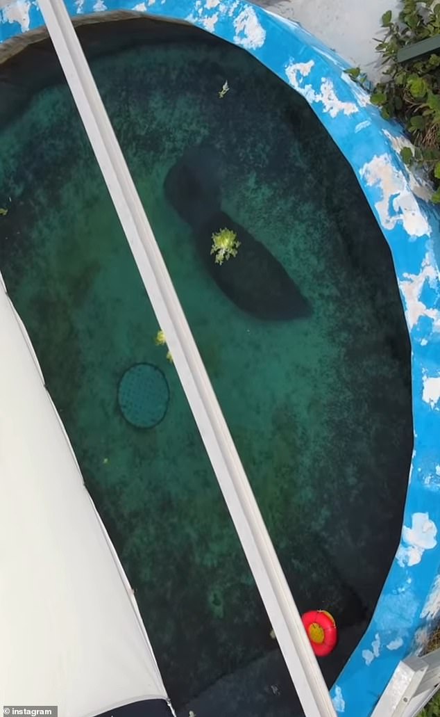 Drone footage shows Romeo alone in a small concrete tank in an area 