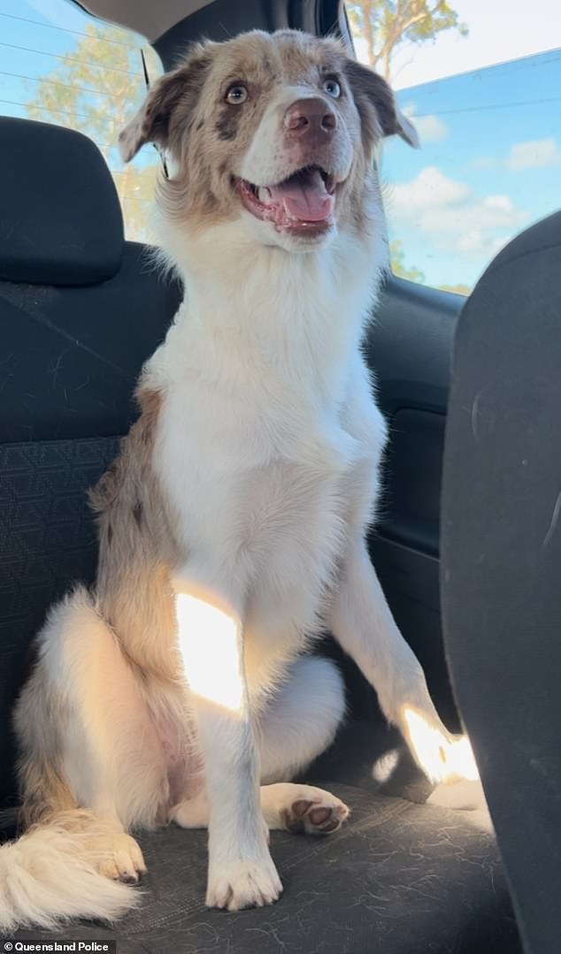 The family's border collie Phienix (photo) was in the backseat at the time