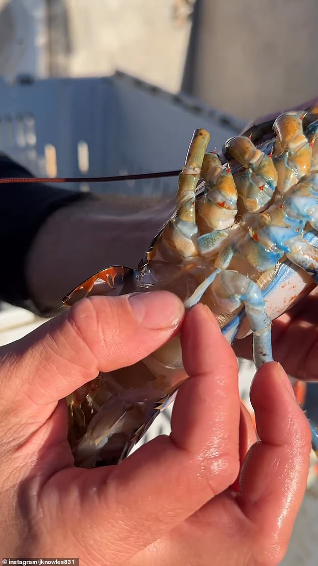 The blue half of a bowie appears male, and the normal side appears female – as evidenced by the flexible swimmers on the female side, and the tail structures that hold the eggs in place