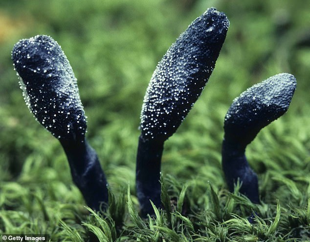 Even fungi are under threat due to changing agricultural practices, endangering species such as the ground tongue