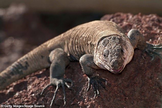 A fifth of all European species are at risk of extinction, meaning animals like the endangered La Gomera giant lizard may not be around for much longer.