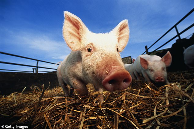 The strain, H1N2, can be transmitted from sick pigs to humans, but only rarely spreads between people.  It is different from the H1N1 swine flu that caused the 2009 outbreak that killed 457 in Britain alone