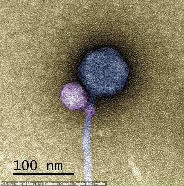 The first case of 'vampire viruses' (purple) has been observed by scientists, who discovered that some infectious agents attach themselves to the neck of another (blue) to ensure its life cycle