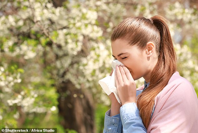 Chronic nasal congestion affects one in five people at some point.  It has several causes, including medications such as beta blockers and allergies to pet hair, dust mites or pollen (stock image)