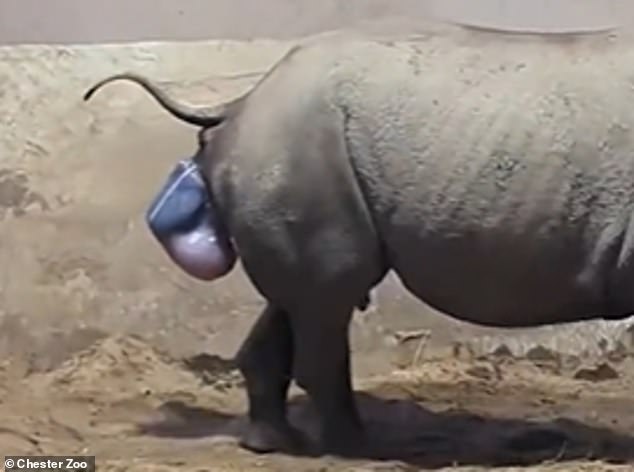 This intimate video shows the incredible moment an endangered eastern black rhinoceros was born at Chester Zoo