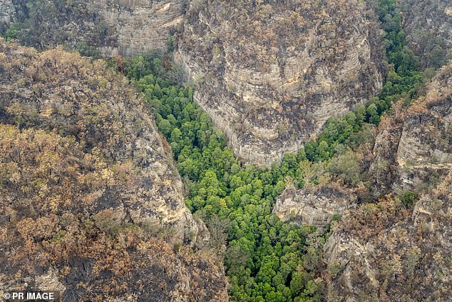 A major rescue operation is underway for nine bushwalkers stranded in Wollemi National Park