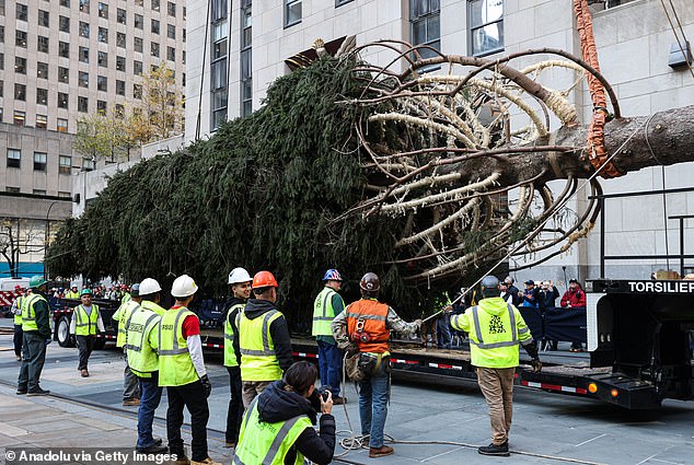 Arborists carefully erected the 12-ton Norway spruce in the tourist trap in downtown Manhattan on Saturday morning, ahead of a lighting ceremony later this month