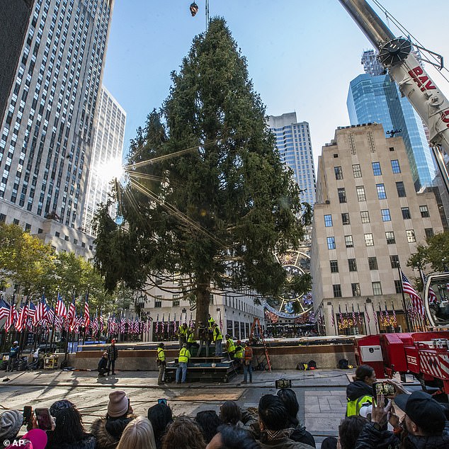 The Rockefeller Center Christmas tree has arrived, signaling the start of the 2023 holiday season