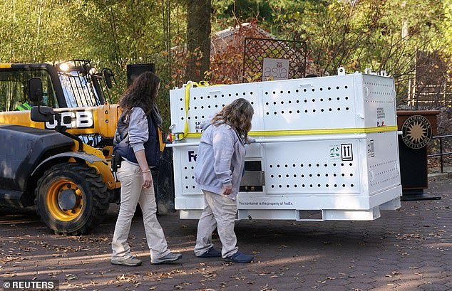 The bears are loaded into specially designed crates for the 19-hour journey by van and plane to Chengdu, China