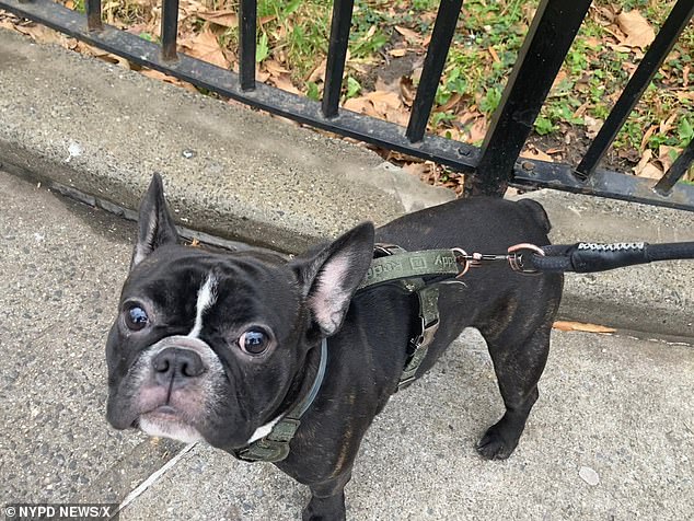 Officials said the suspect approached a 15-year-old who was walking his French bulldog named Six outside the Queensborough Houses in Long Island City around 9 a.m. and pointed a gun at him.