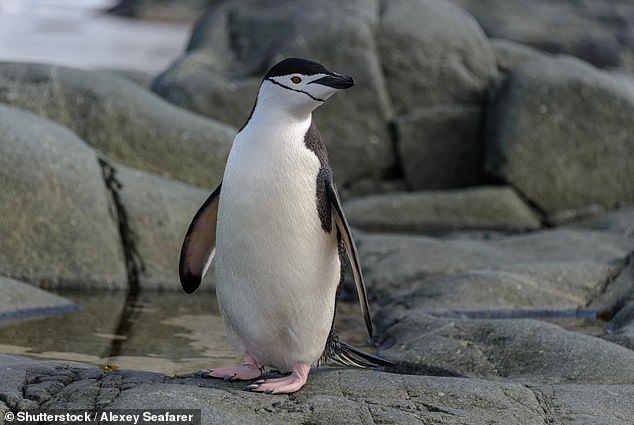 In the wild, penguins get more than 11 hours of sleep a day, but not all at once, it turns out