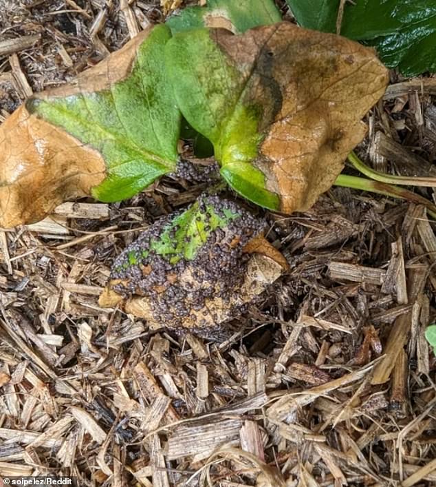 The suspected blobs are actually a type of slime mold, a species similar to mold