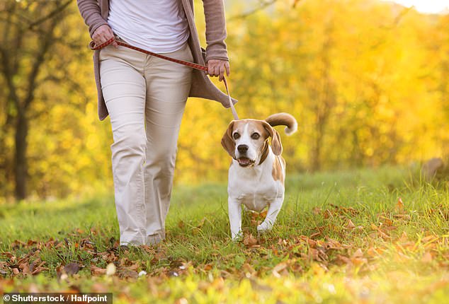 Previous research also suggests that dog ownership among older adults has a protective effect on frailty, disability, and death from any cause