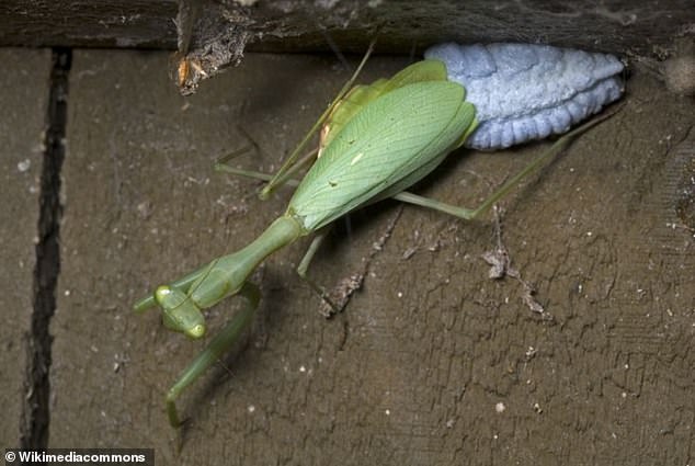 Pictured is a specimen of a female South African praying mantis (Miomantis caffra) laying eggs.  This species is a medium-sized praying mantis with one of the highest known rates of pre-copulatory cannibalism.  More than 60% of sexual interactions end with male consumption, often without mating