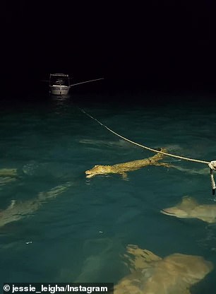 The crocodile swims close to the surface, seemingly unfazed by the swarm of sharks below before someone tries to chew its leg