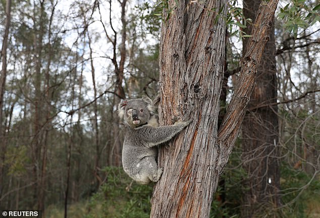 Australians were shocked by revelations that Clarke Creek also had a 'fauna euthanasia' clause, vividly describing how to administer 'blunt force trauma' to injured koalas that could not be saved