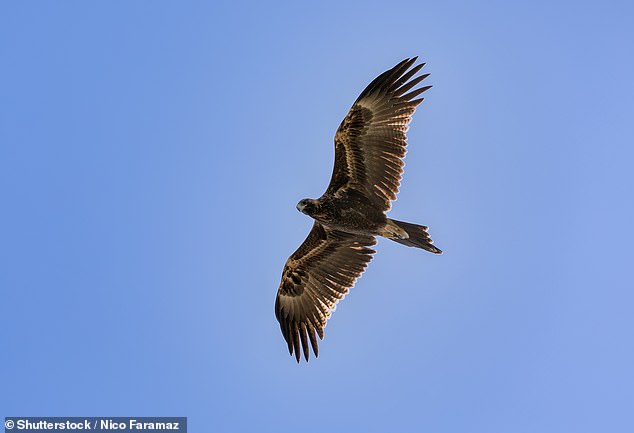 Bango Wind Farm in south-west NSW conducted a detailed carcass count from September 2022 to August 2023, finding six wedge-tailed eagles (pictured), a peregrine falcon, six magpies and the corpses of ten bat species.