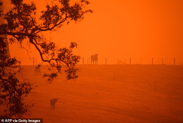 Tegan George says she suffered from PTSD and nightmares after seeing apocalyptic scenes of dead livestock dying in the fires and terrified families fighting for their lives and homes