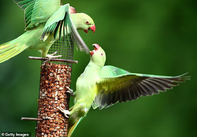 The team from the Max Planck Institute of Animal Behavior analyzed birds in cities in Spain, Belgium, Italy and Greece (Stock image of parakeets)