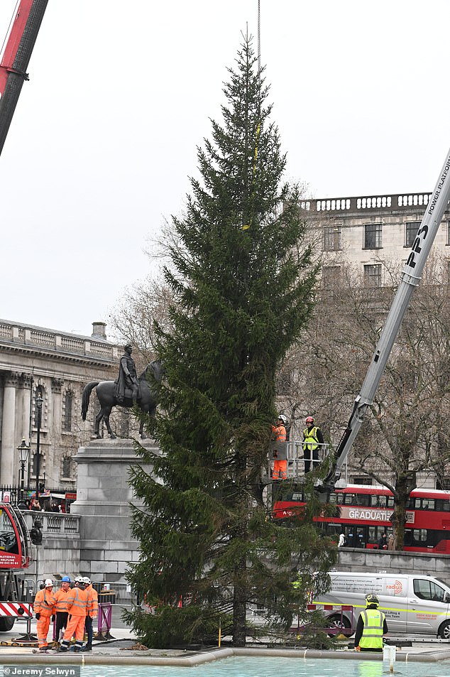 Workers could be seen trying to straighten the branches of the tree once it was erected