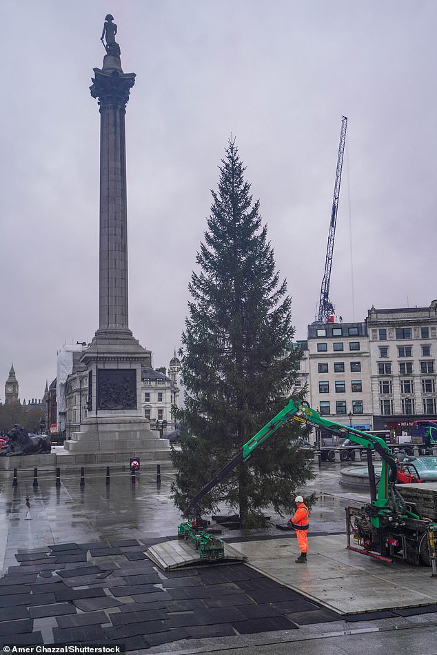 After some care by workers who straightened the branches, the tree looked much more festive this year