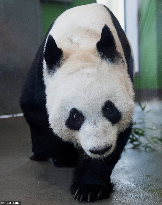 Tian Tian (pictured) had cubs in China, but not in the UK.  Experts recognized that this type 