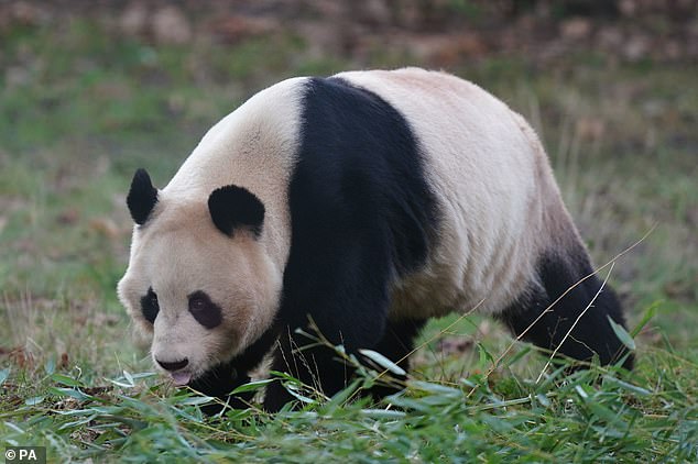 Yang Guang and Tian Tian came to Edinburgh Zoo in 2011 as part of a 10-year agreement between the Royal Zoological Society of Scotland (RZSS) and the China Wildlife Conservation Society, which was later extended by two years.  Pictured is Yang Guang