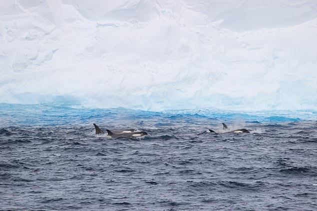 In addition to filming, the researchers also took samples from the iceberg.  They hope these will help us understand how climate change is affecting the Southern Ocean and the organisms that live there