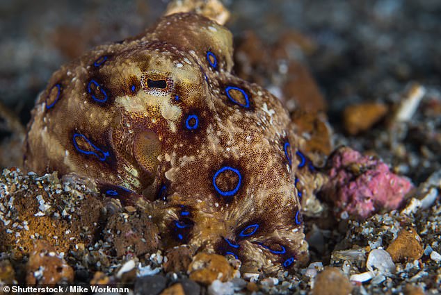 One of the most venomous creatures in the world, the blue-ringed octopus, is found throughout Australia and as far south as Tasmania (stock image)