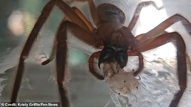 You can see the spiders emerging from the sticky egg sac like something straight out of a horror movie, as the huge hunter stands guard, before later appearing to devour part of the egg sac.