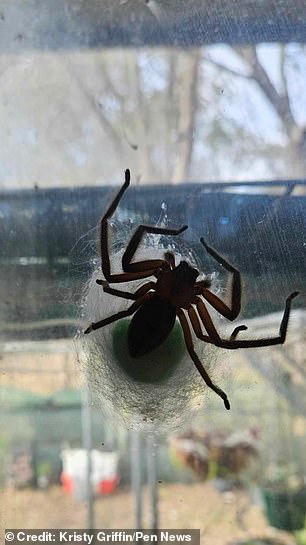 The hunter next to the egg sac.  The huntsman – one of the largest spider species in the world with a wingspan of up to 30 centimeters – had found its way between the inner and outer layers of Kristy's sash windows